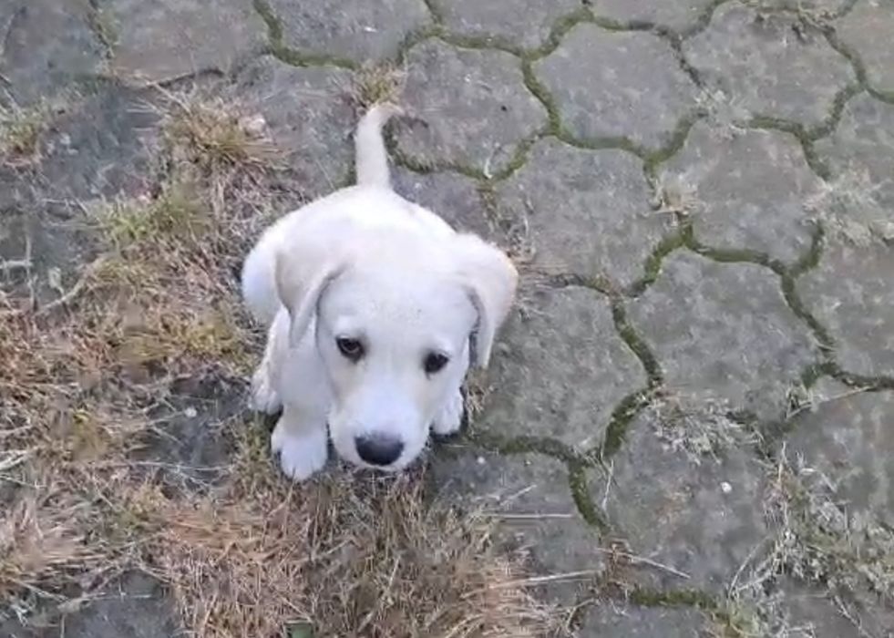 Pui de Labrador fetiță, 3 luni