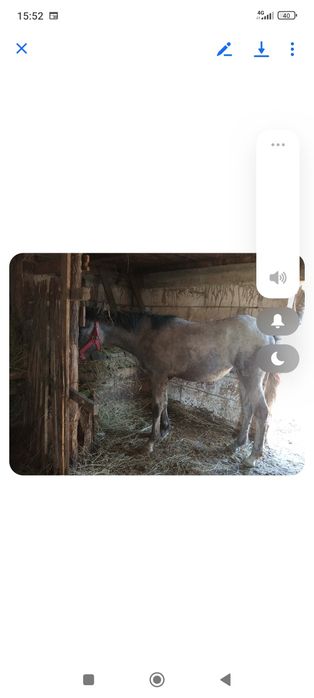 Vând mânz bine întreținut