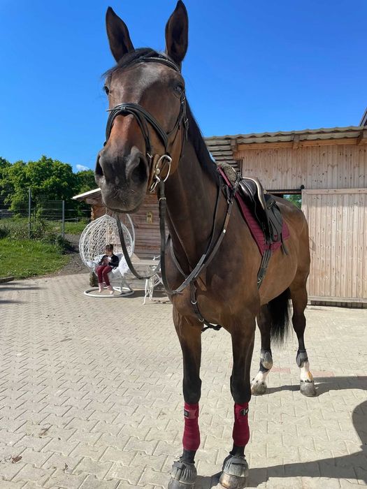 Cal de sport (iapa) 13 ani  echitatie