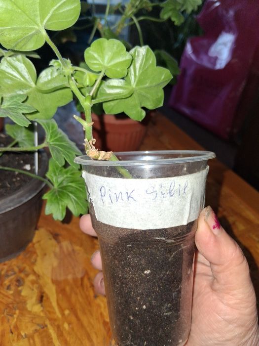 Продавам сортови пеларгонии