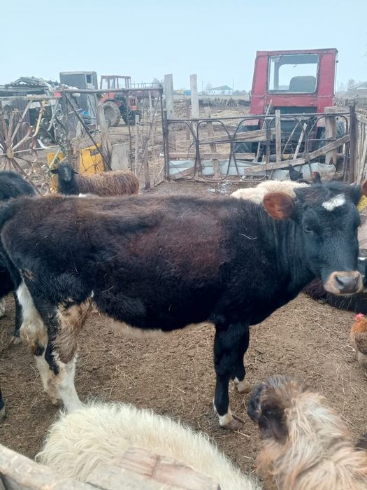 Продам тёлочку на доращивание.