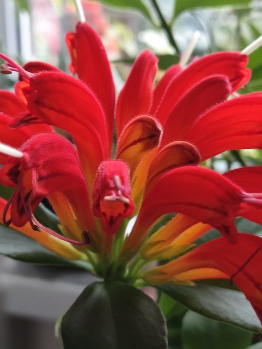 Эсхинантус- поцелуйчик.