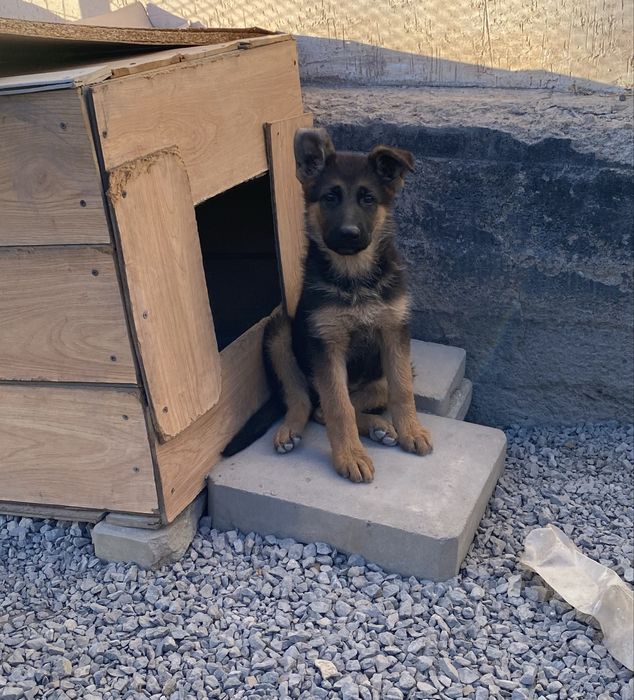 Продам щенка немецкой овчарки