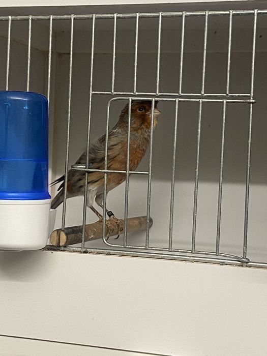 Vand Canari  Arlechin Portughez