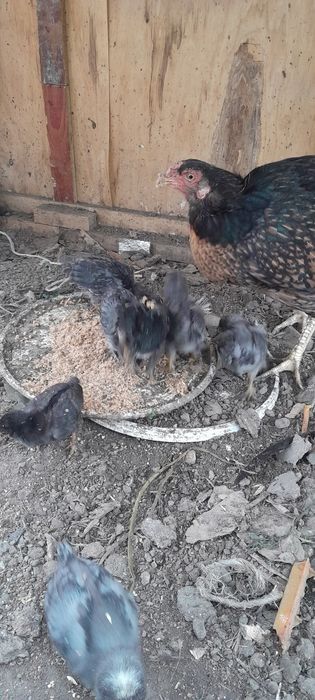 Квочки с цыплятами