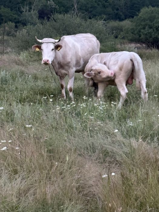 Vaca si vitel (tauras)