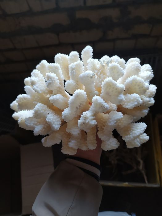 Кораллы для аквариума