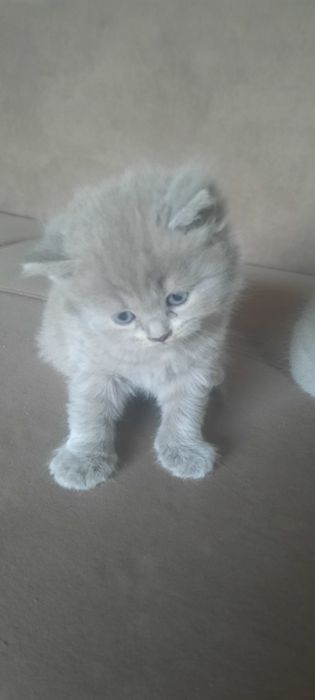 Британские котята 35000