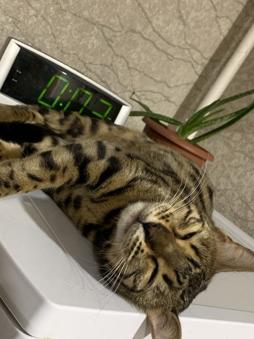 Продам «Бенгальскую» кошку