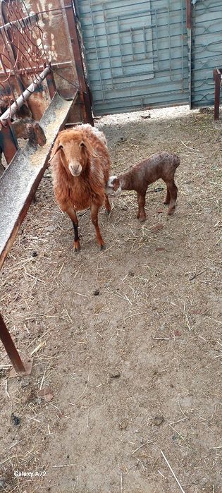 Киргизистон она бола куйлар сотилади