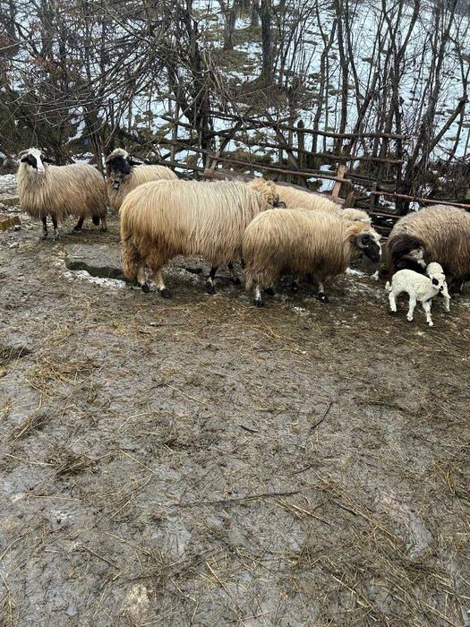 Oi și berbeci de vânzare