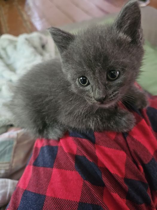 Отдам  котят в хорошие руки