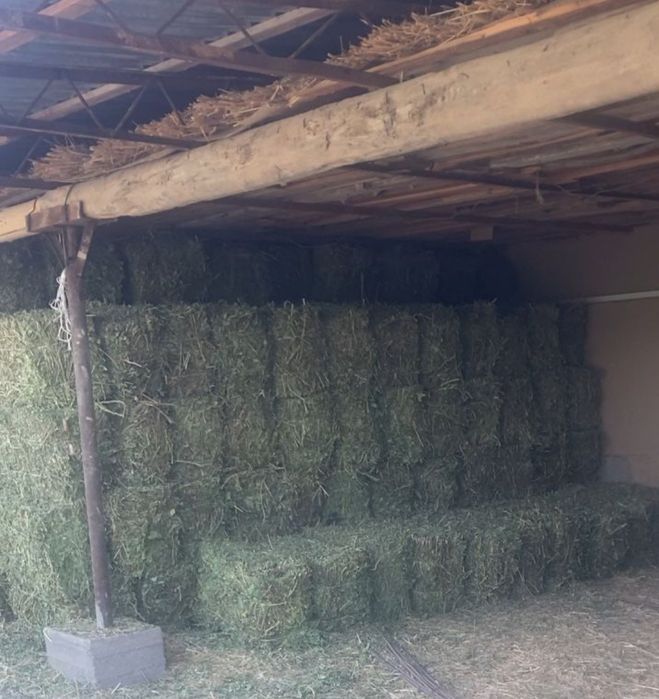 "Somon pres Beda Qamich" Somon mayda gul suvoqqa va Qamich