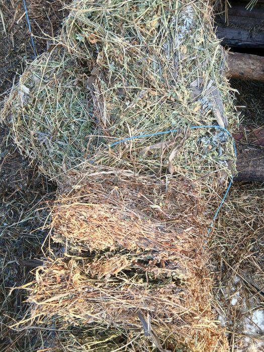 Baloti trifoi si lucernă