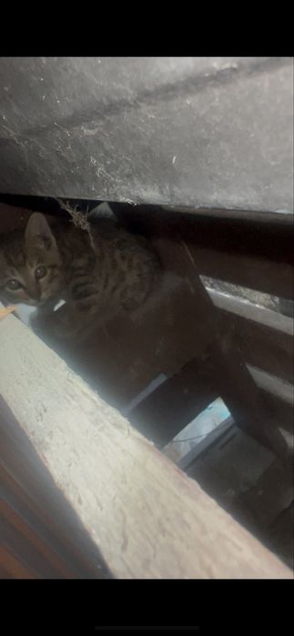 Котенок ищет дом