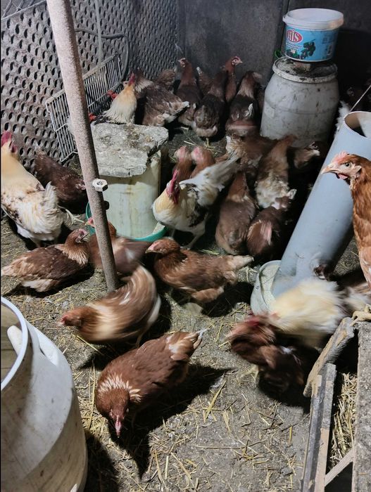 Продавам оплодени яйца от ломан Браун, лял и черен Легхорн.