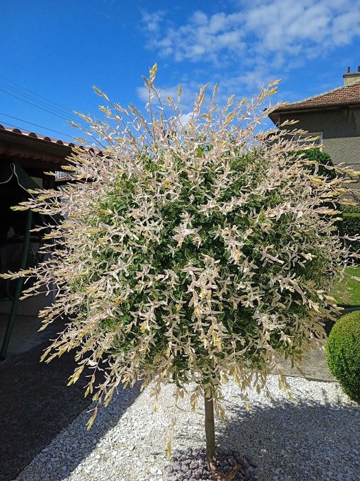 Японска върба Salix Hakuro Nishiki - Фламинго