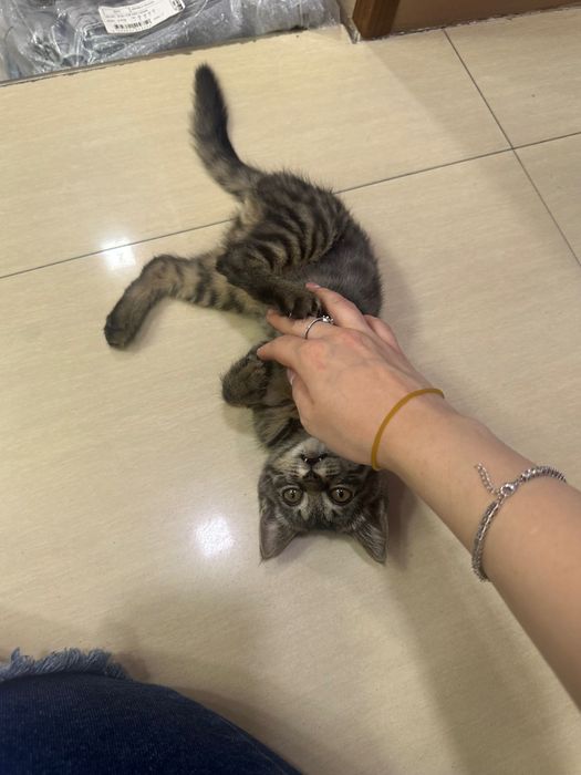 Отдам даром котенка