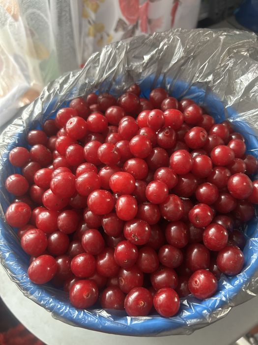Продам домашнюю вишню