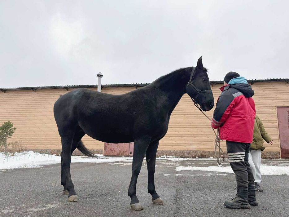 Продаётся лошадь