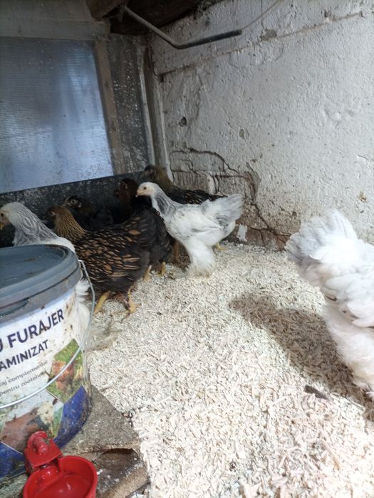 Brahma herminat deschis și hdA