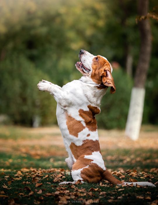Кобель Бассет хаунда вязка