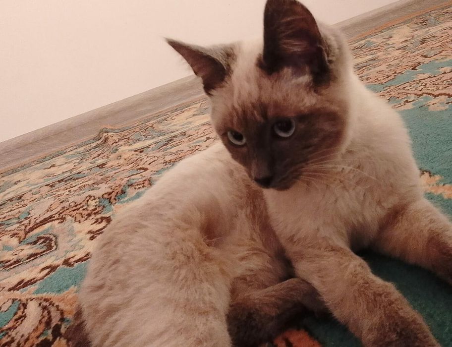 В добрые руки котики