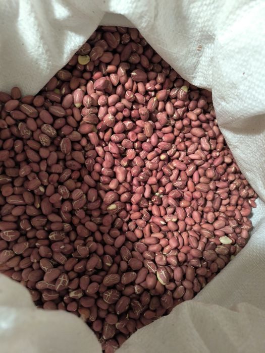 Български фъстъци