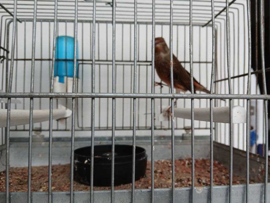 Vand Canar Hibrid 2025