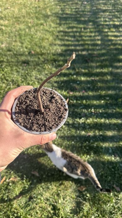 Фиданки от орехово дърво