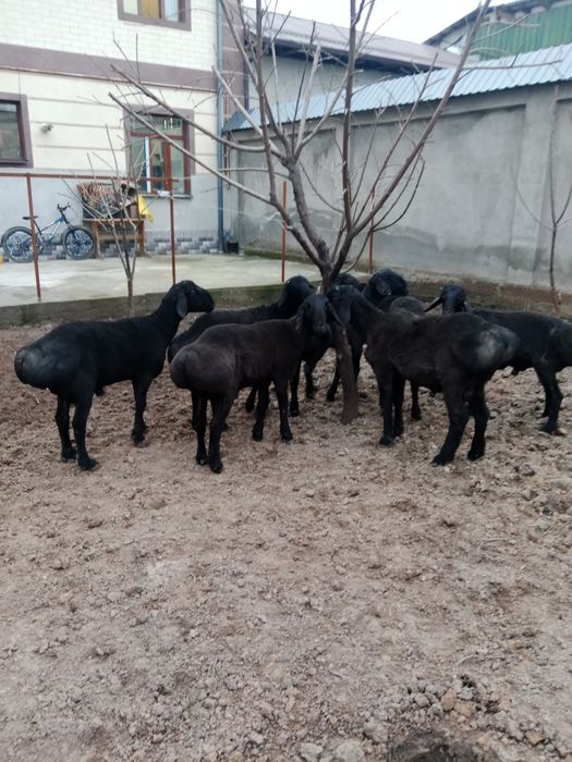 Qöchqorlar sotiladi