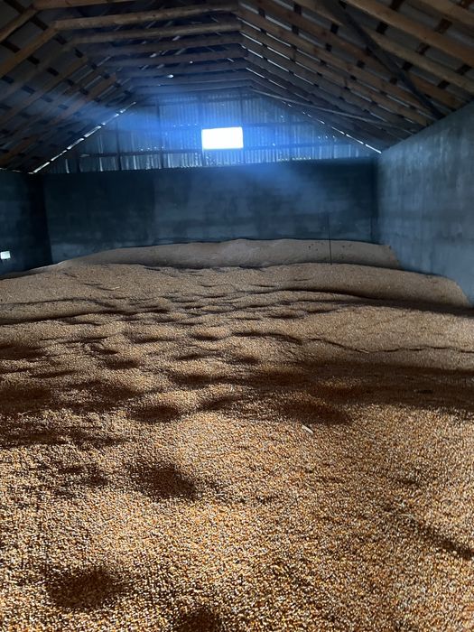 Люцерна Зерно Кукурузы