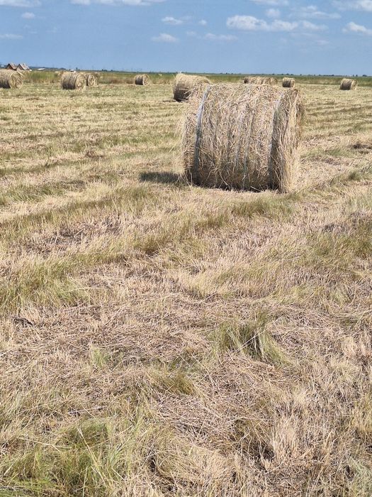 Baloti de fan 120x120