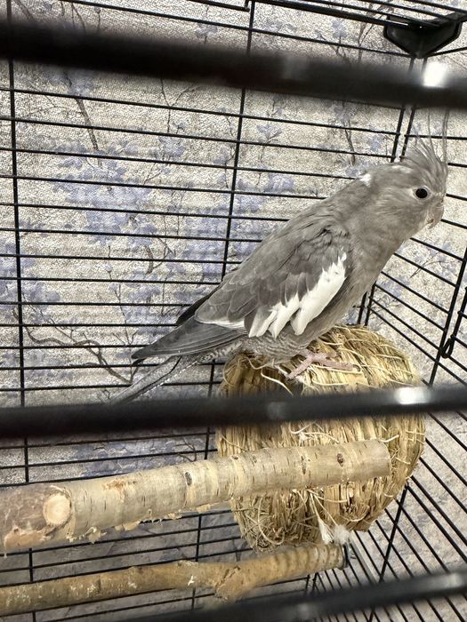 Продам срочно кореллу