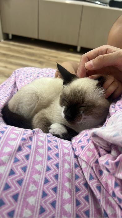 Отдам котёнка в добрые руки
