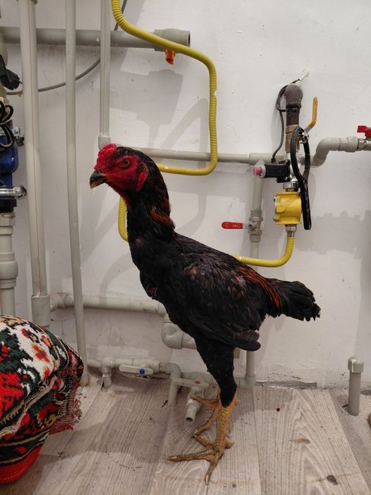 Дакан қораз майский