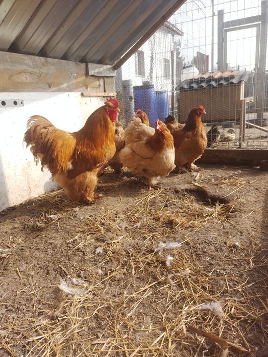 Пилета и яйца от много видове кокошки.Видин