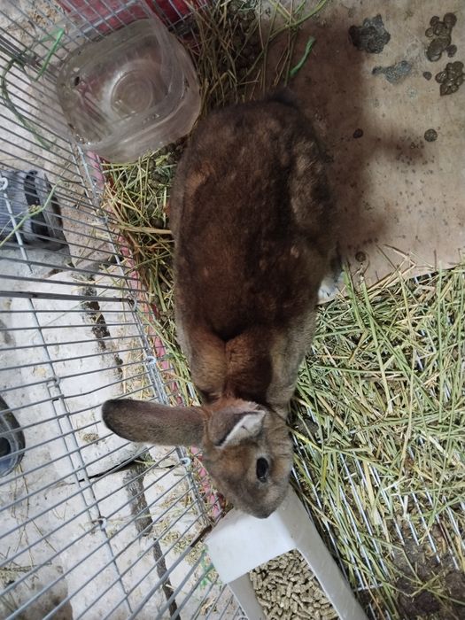 Quyonla sotiladi srochna