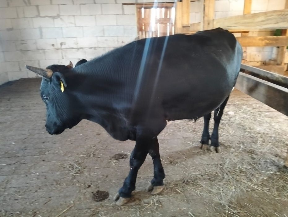 Продам быка 1,3 года