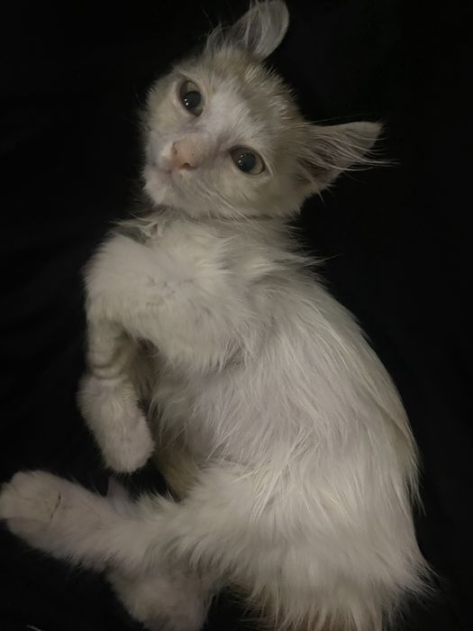 отдам бесплатно в хорошие руки