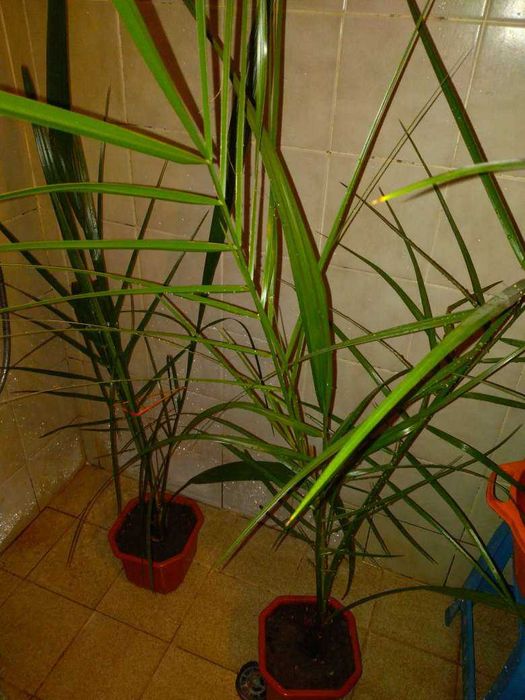 Палма -- декоративна