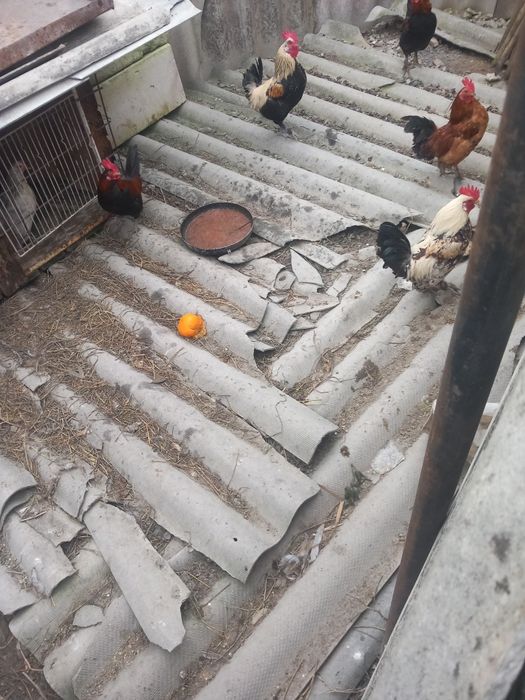 vând puicuțe și cocoși americani