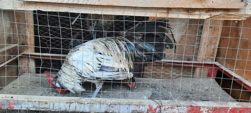 Feniks xo'roz va tovuq