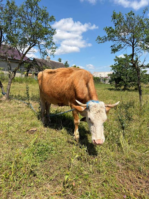 Animale domestice  vaci și vitel