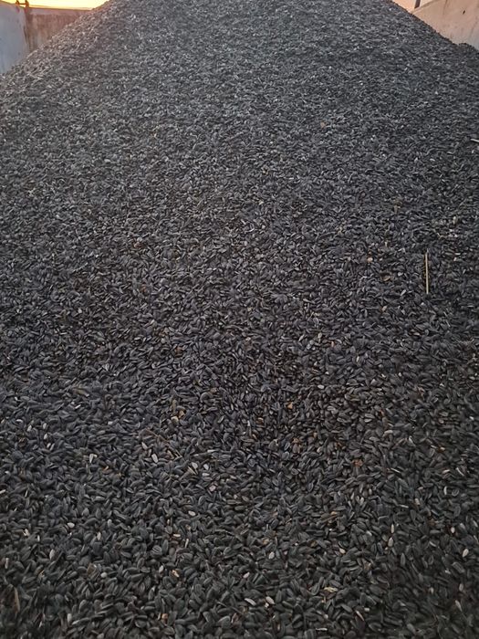 Vand seminite de floarea soarelui