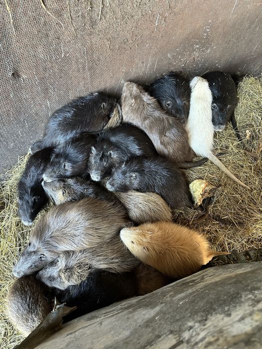 Nutrii si pui de nutrie