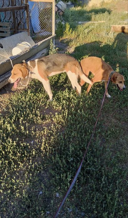 Гончак 5 месяцев