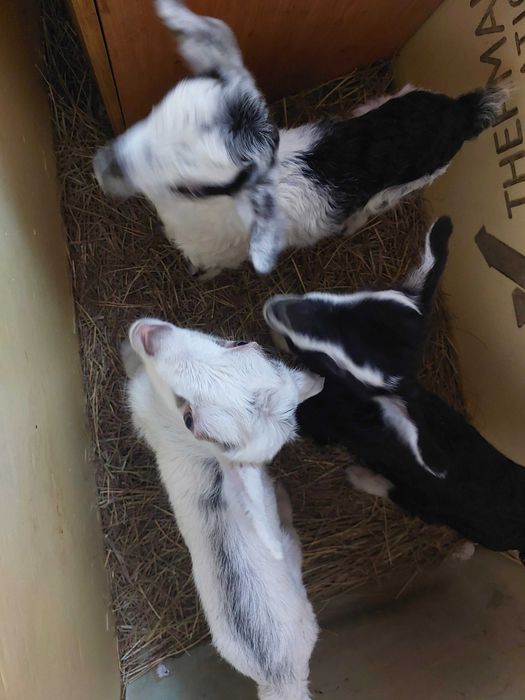 Продам породистого козлика