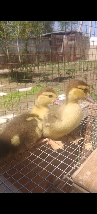 Индаутята 2х недельные