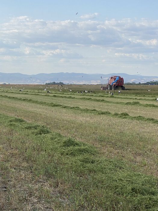 Люцерново семе Плевен 6